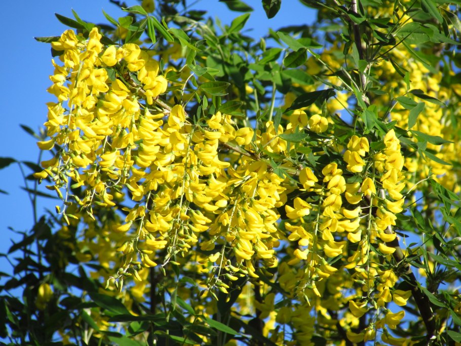 Дереза Карагана кустарниковая