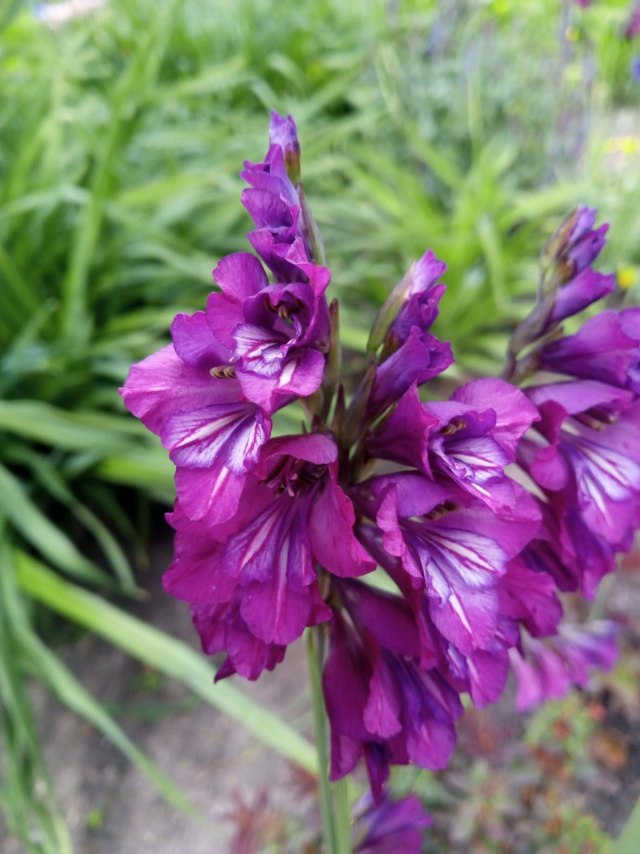 Дикий Гладиолус шпажник