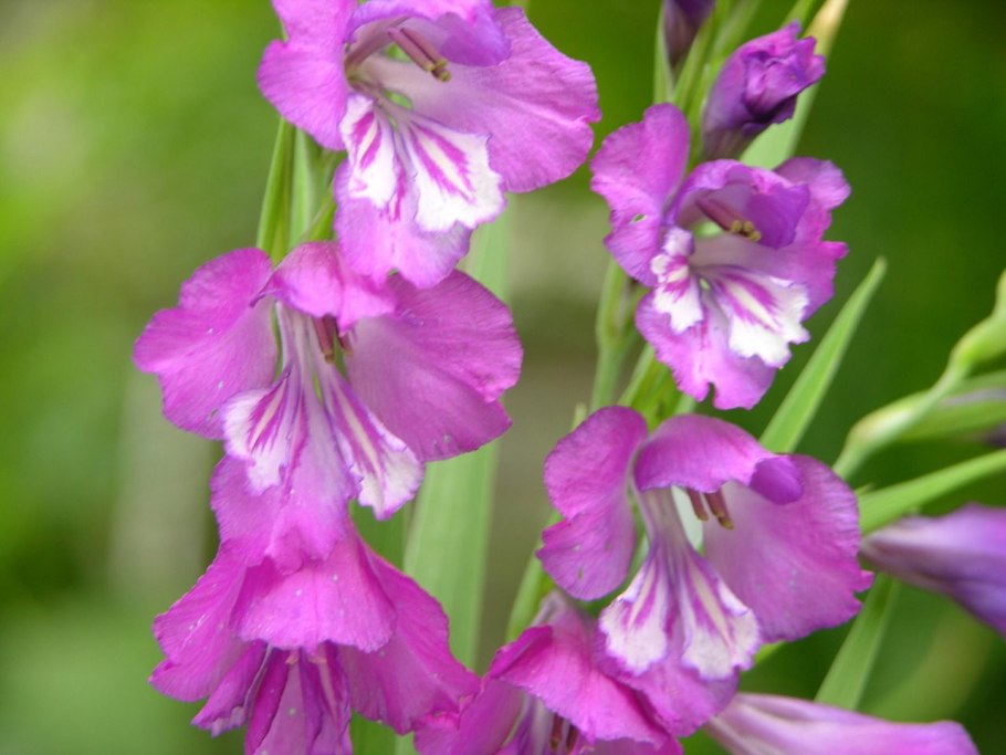 Gladiolus palustris