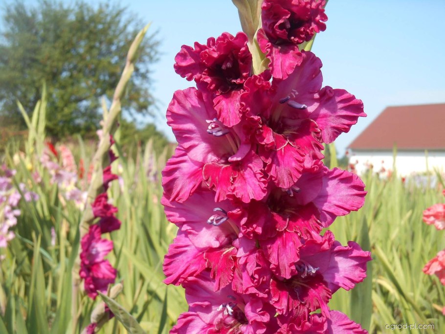 Шпажник черепитчатый