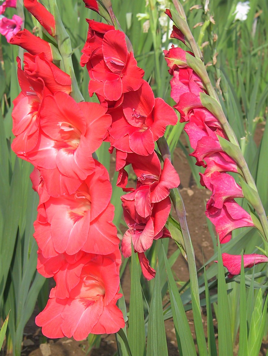 Дикий Гладиолус шпажник