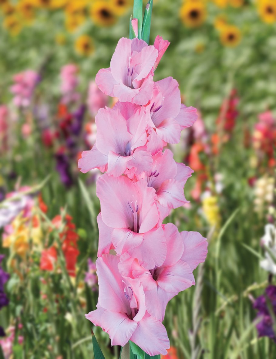 Гладиолус Зизани