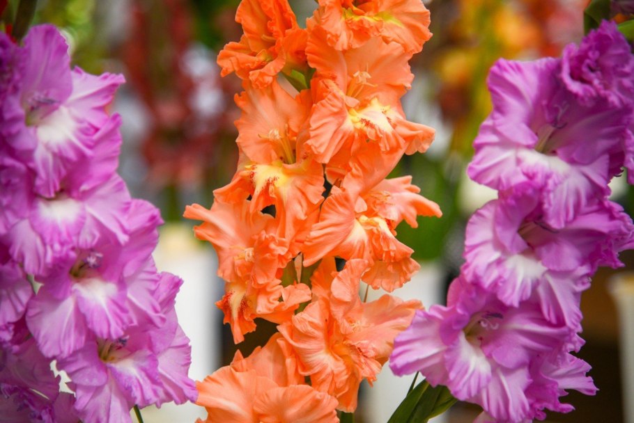 Дикий Гладиолус