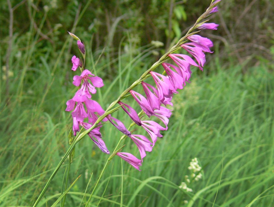 Гладиолус Vandohla