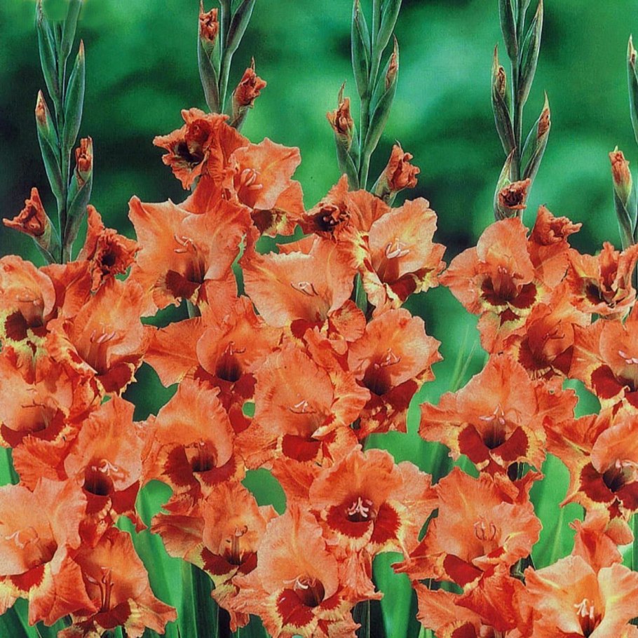 Гладиолус Десизо