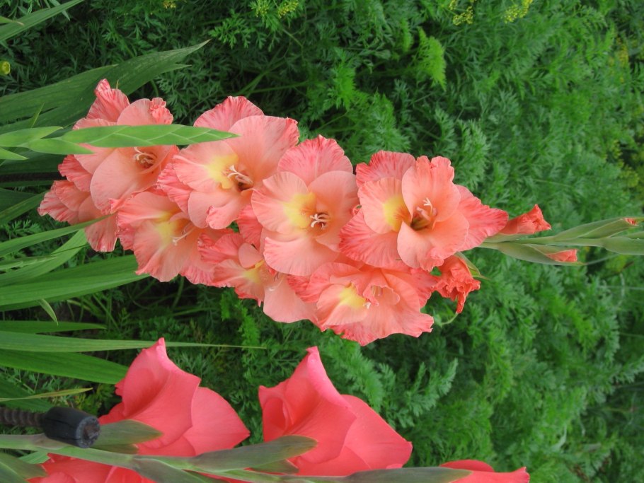 Шпажник черепитчатый