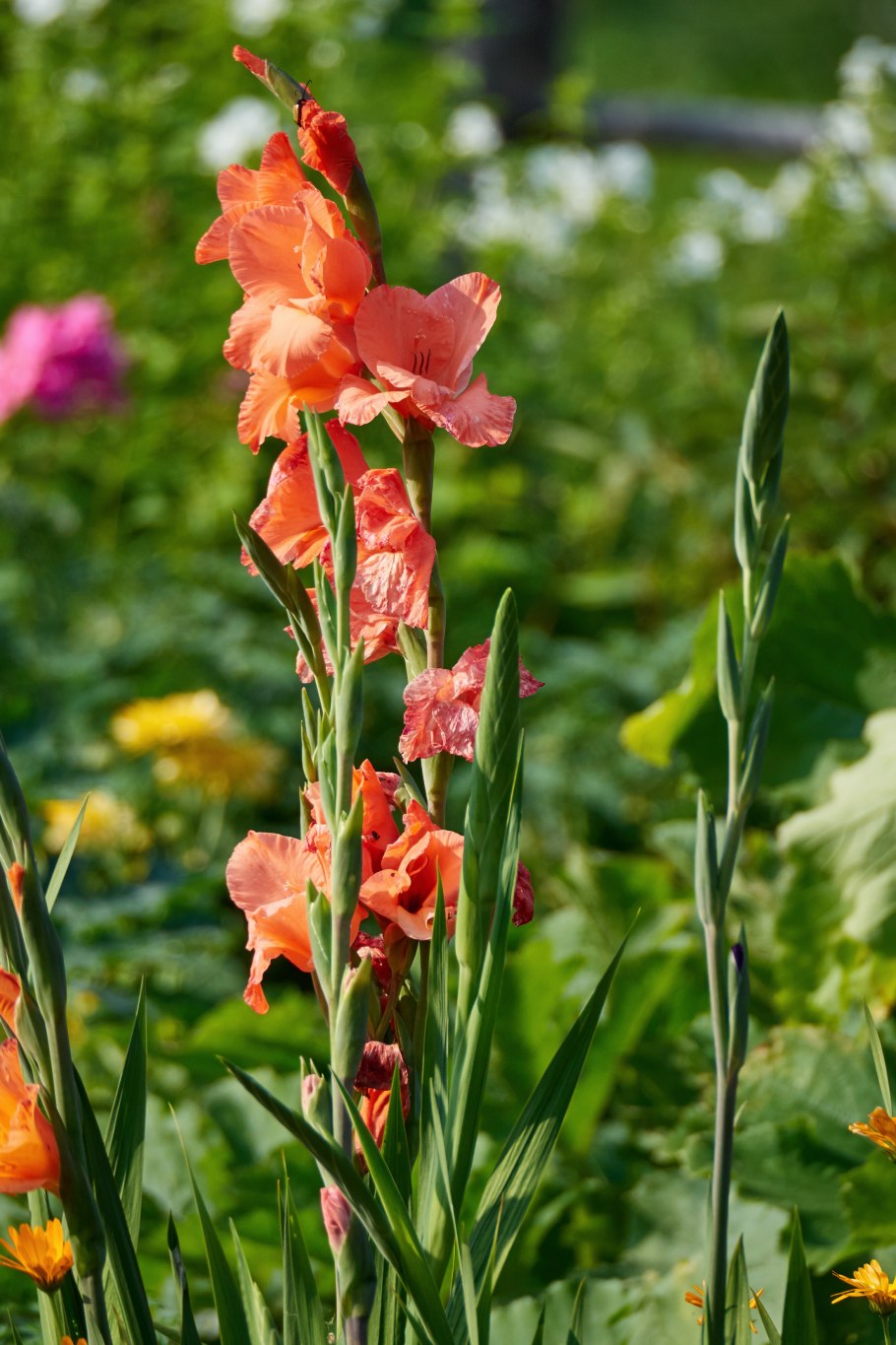 Дикий Гладиолус шпажник