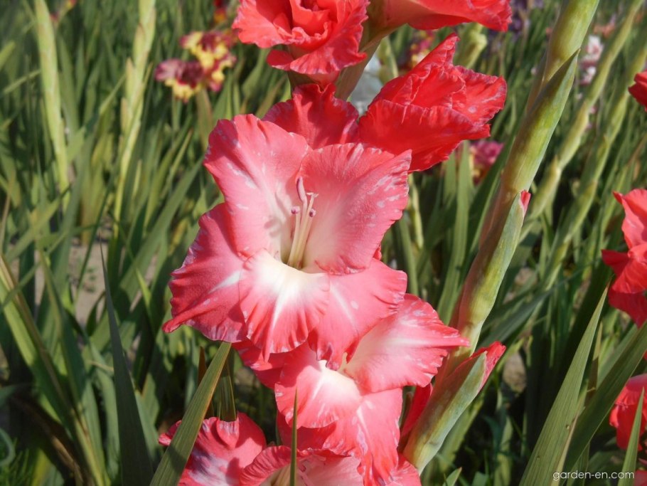 Гладиолус Василиса прекрасная