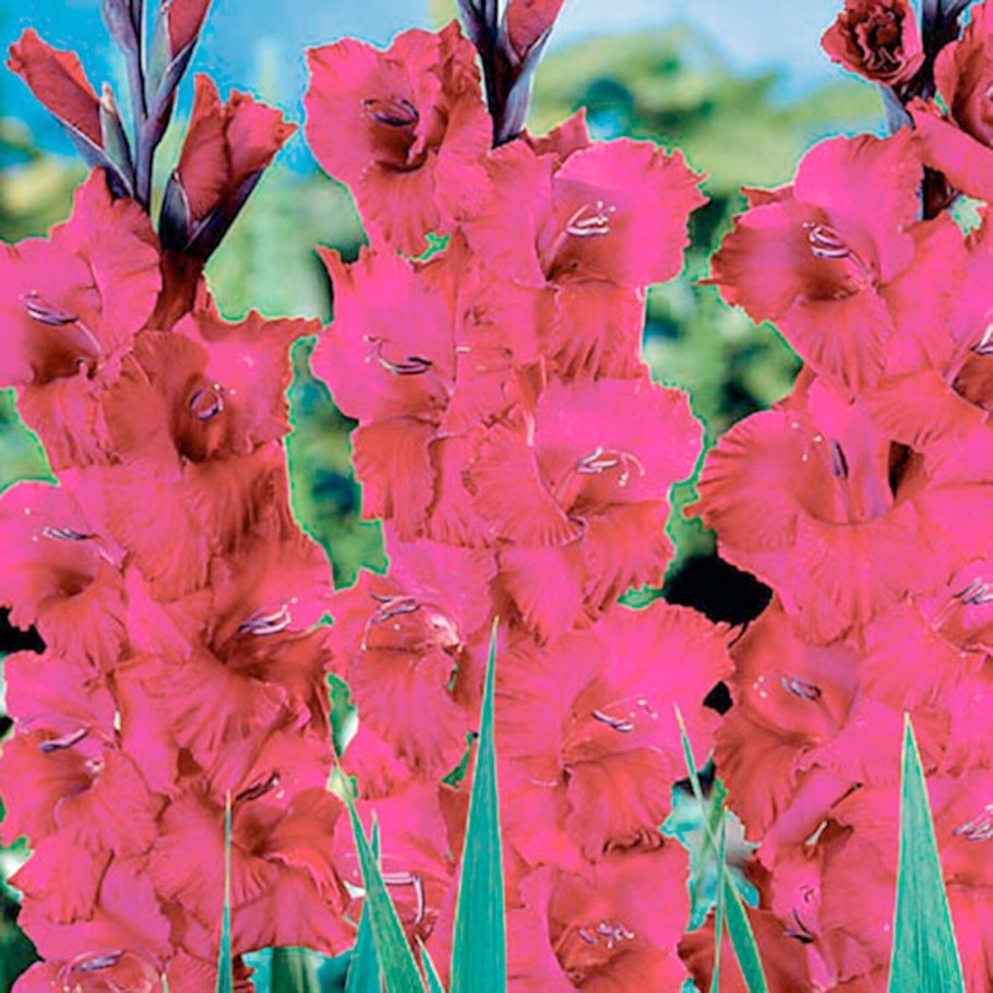 Гладиолус шпажник черепитчатый