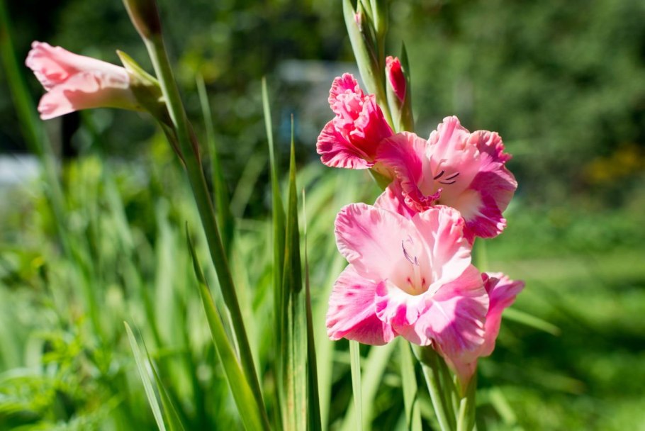 Шпажник черепитчатый