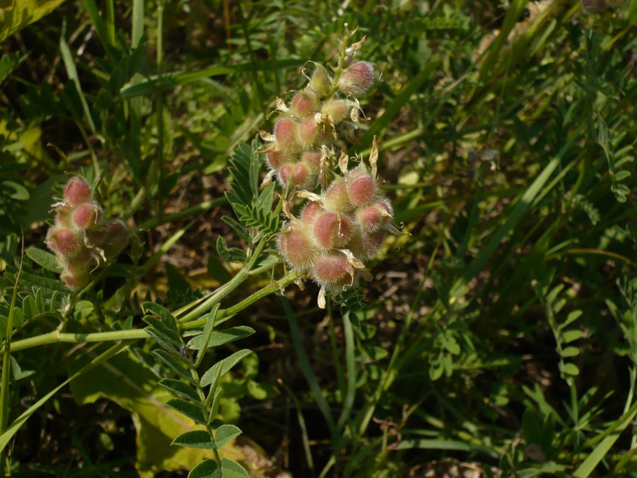 Астрагал нутовый