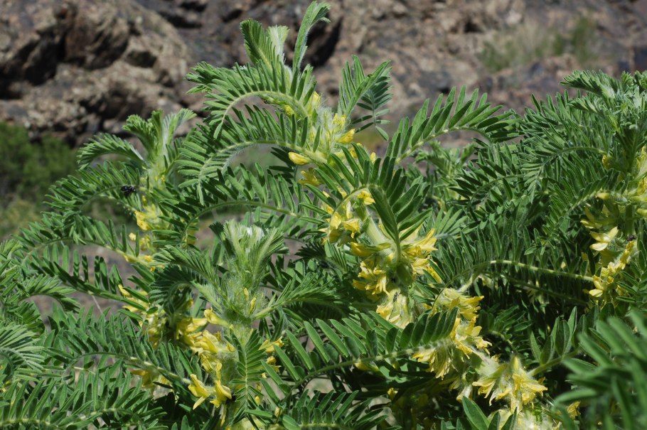 Астрагал кость