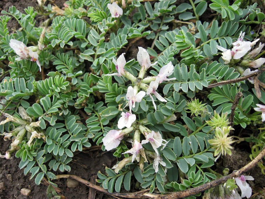 Astragalus penduliflorus