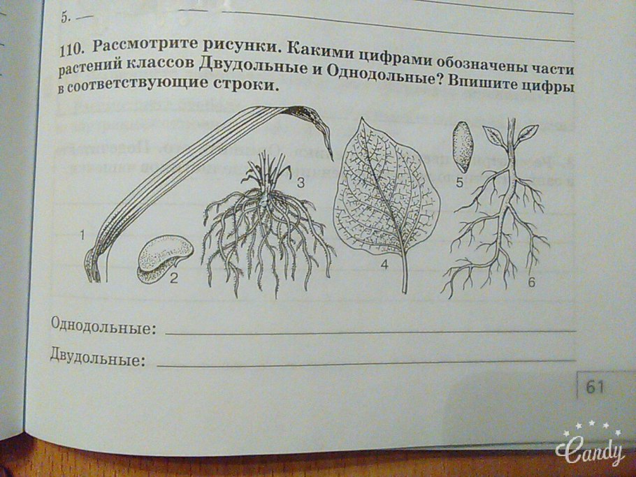 Однодольные зародыш семядоля и