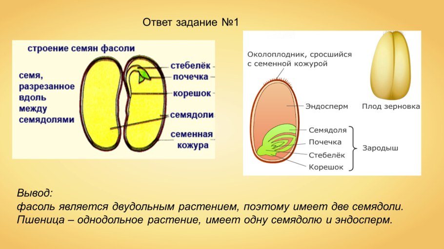 Kerоднодольное или двудольное растение