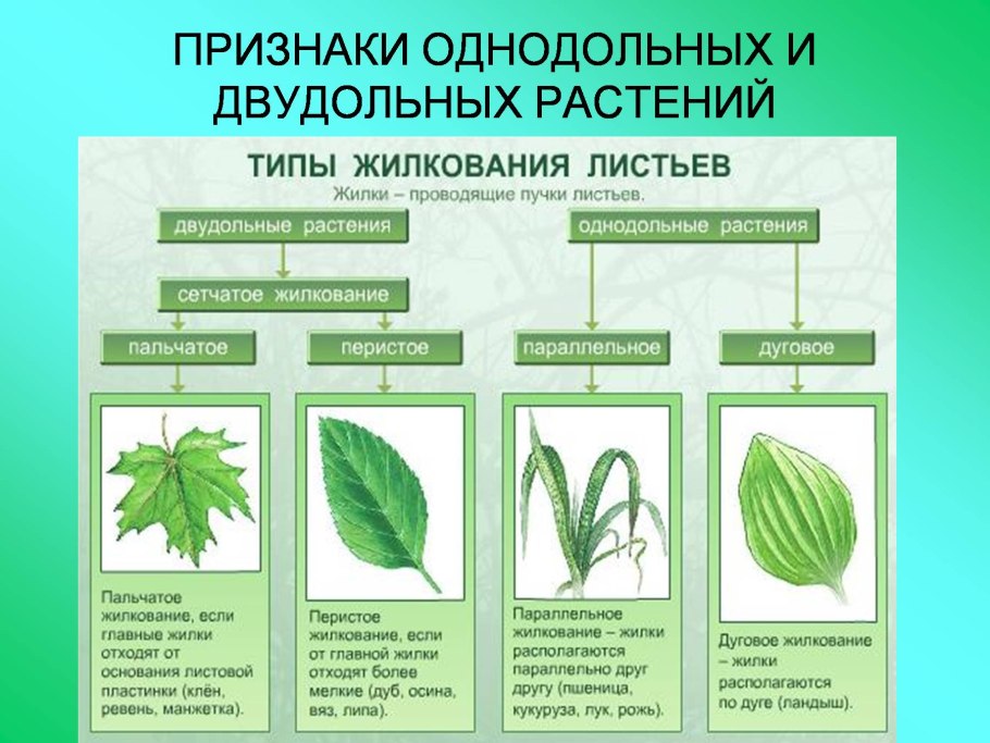 Двудольные растения в хозяйственной деятельности