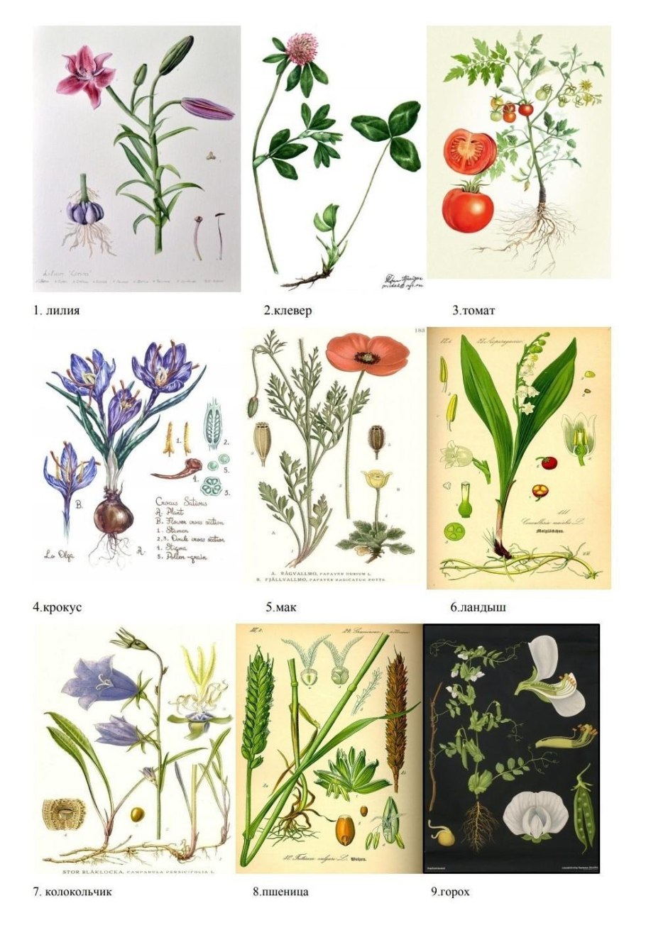 Растения dicot