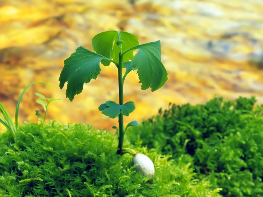 Красивые зеленые растения