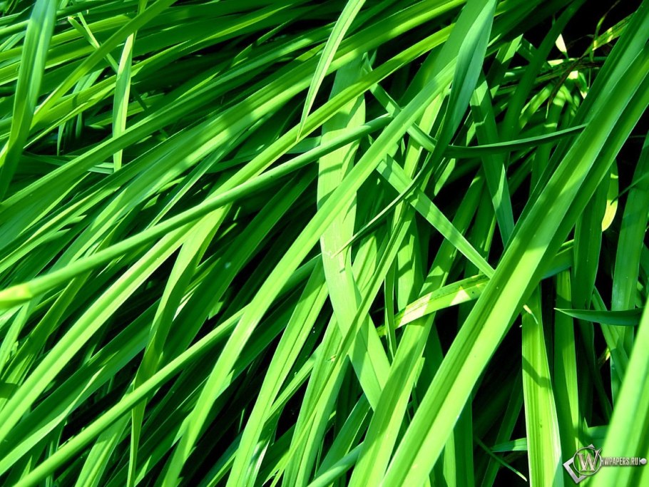 Красивые зеленые растения