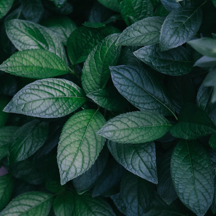 Ирландский Клевер четырехлистный