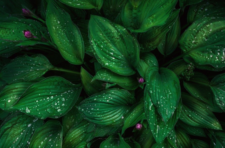 Foliage Green цвет