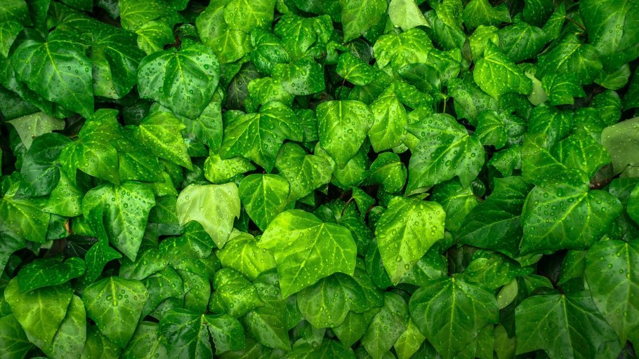 Темные листья