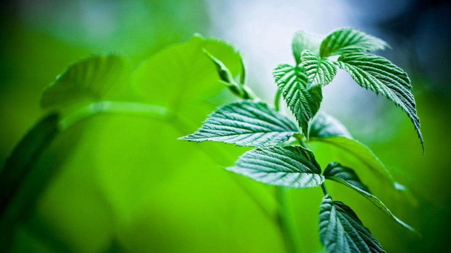 Экология трава