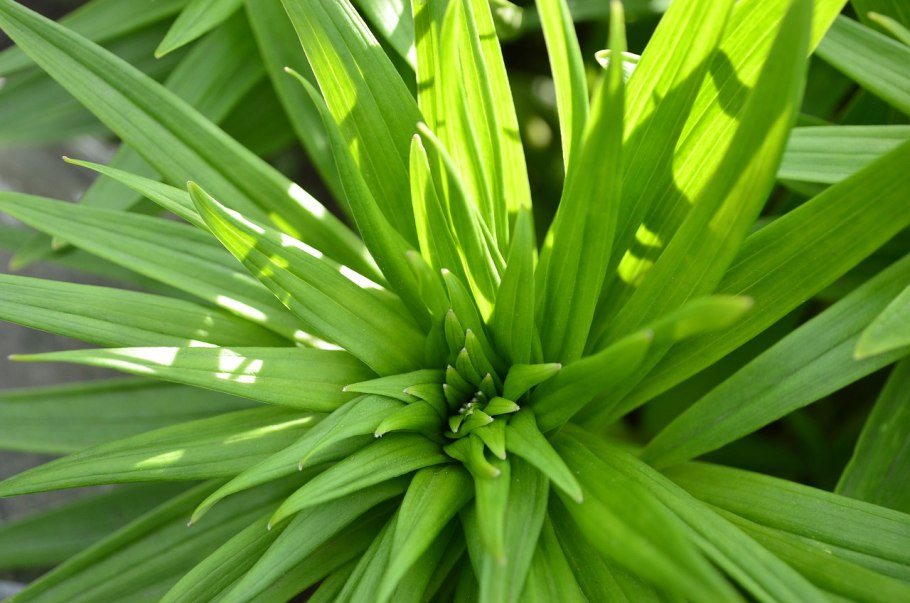 Цветы зеленого цвета