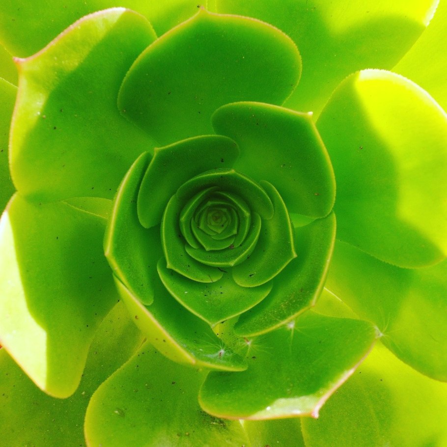 Кустарник с мясистыми листьями