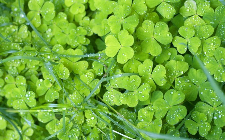 Зеленый чай листья