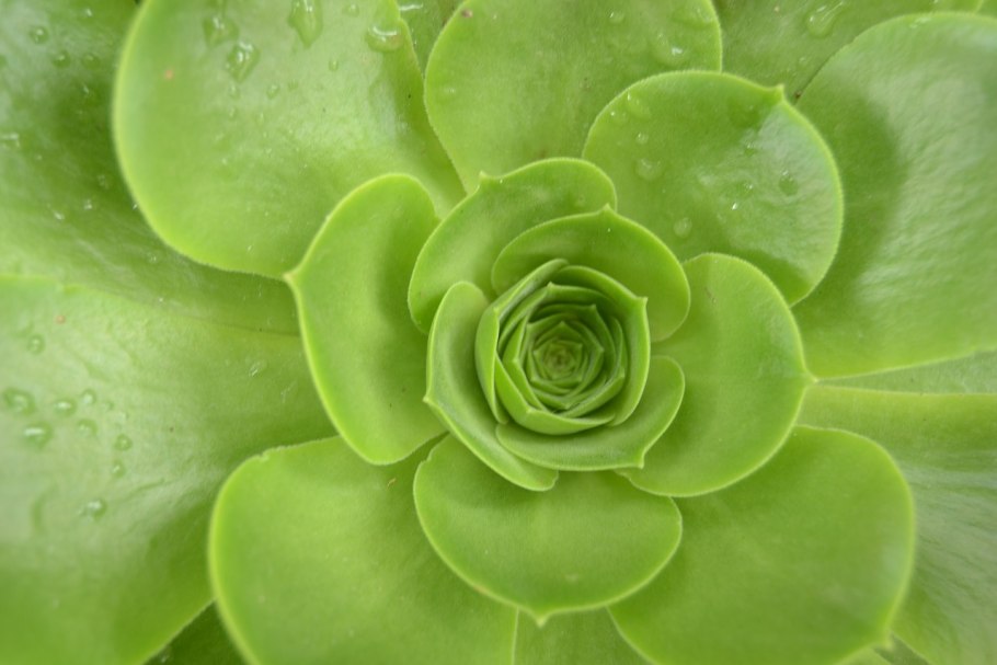 Зеленые цветы