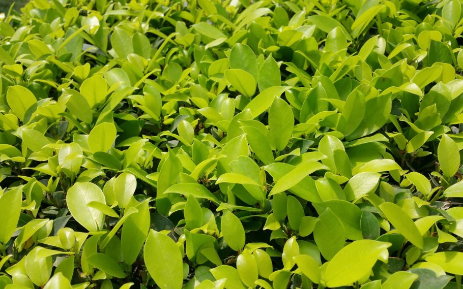 Темные листики мяты