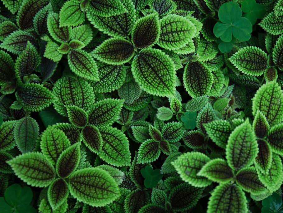 Красивые зеленые растения