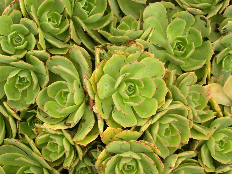 Зеленые цветы