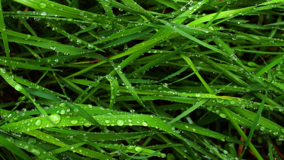 Красивые зеленые растения