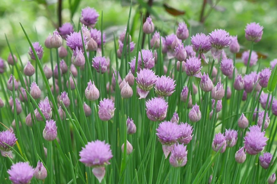 Л. шнитт Allium schoenoprasum
