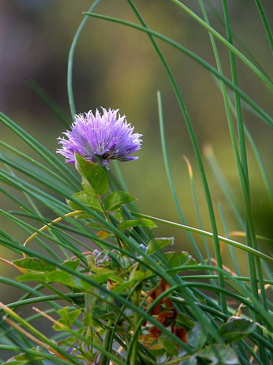 Лук розовый (Allium Roseum)