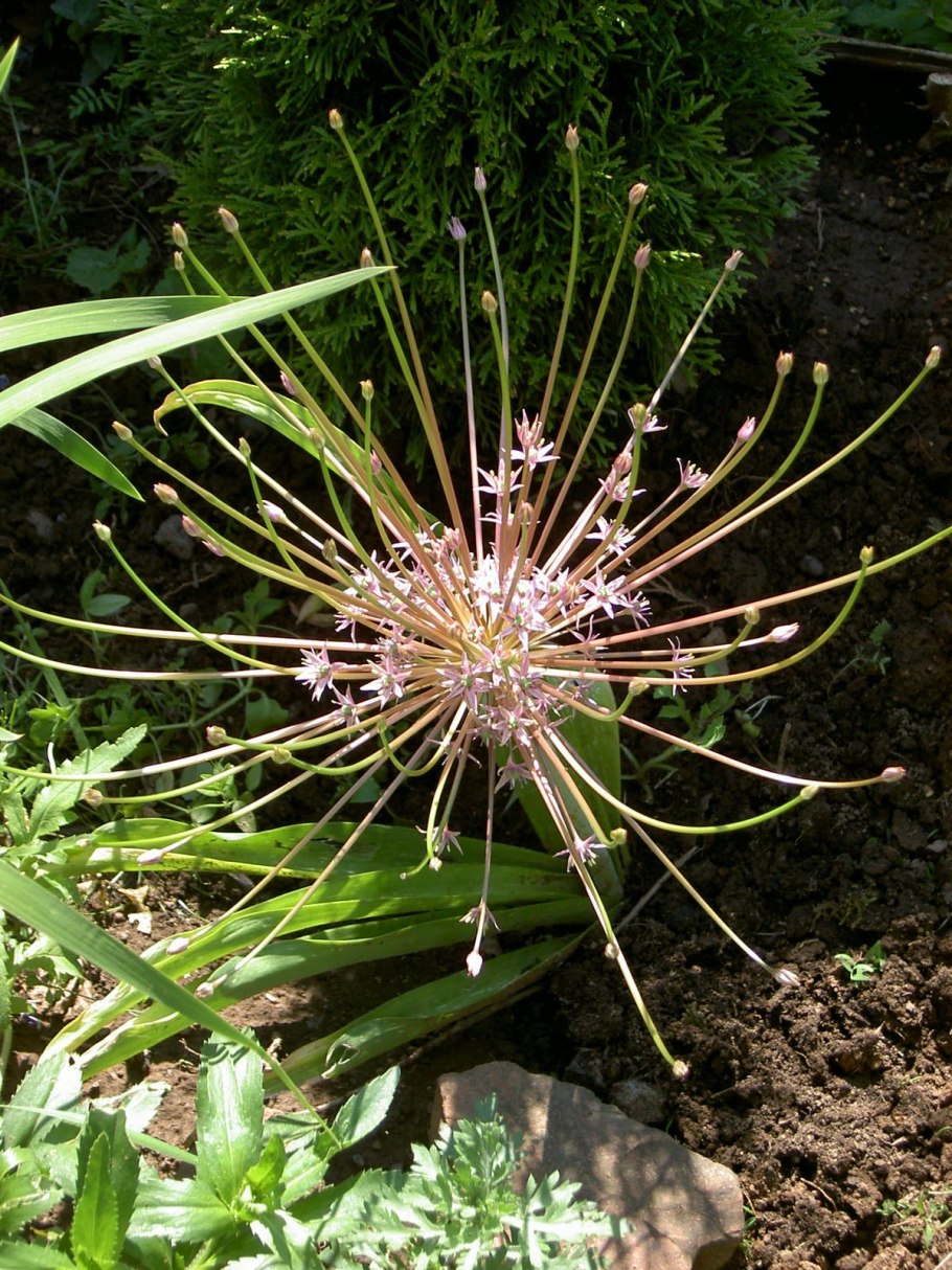 Лук стебельчатый (Allium stipitatum) 'Mount Everest'.
