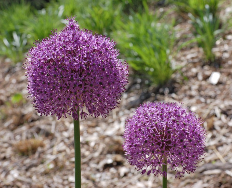 Лук giganteum