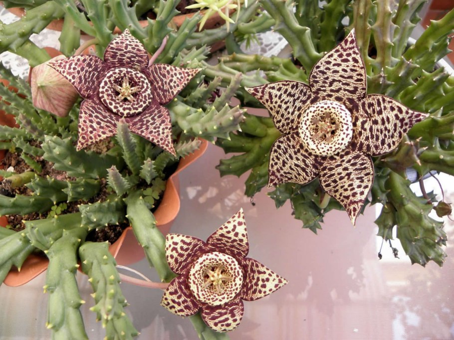 Huernia стапелия