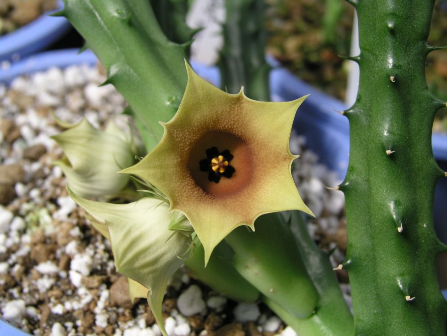 Caralluma hesperidum