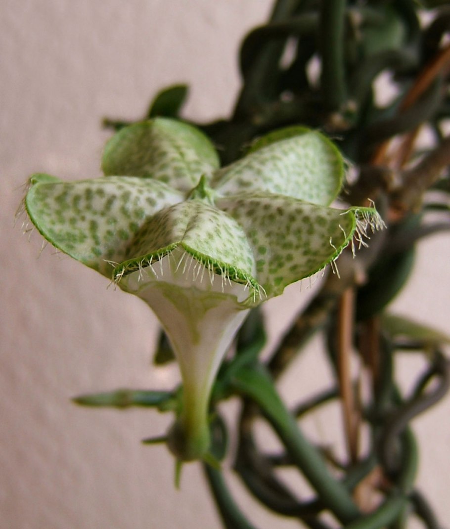 Huerniopsis decipiens