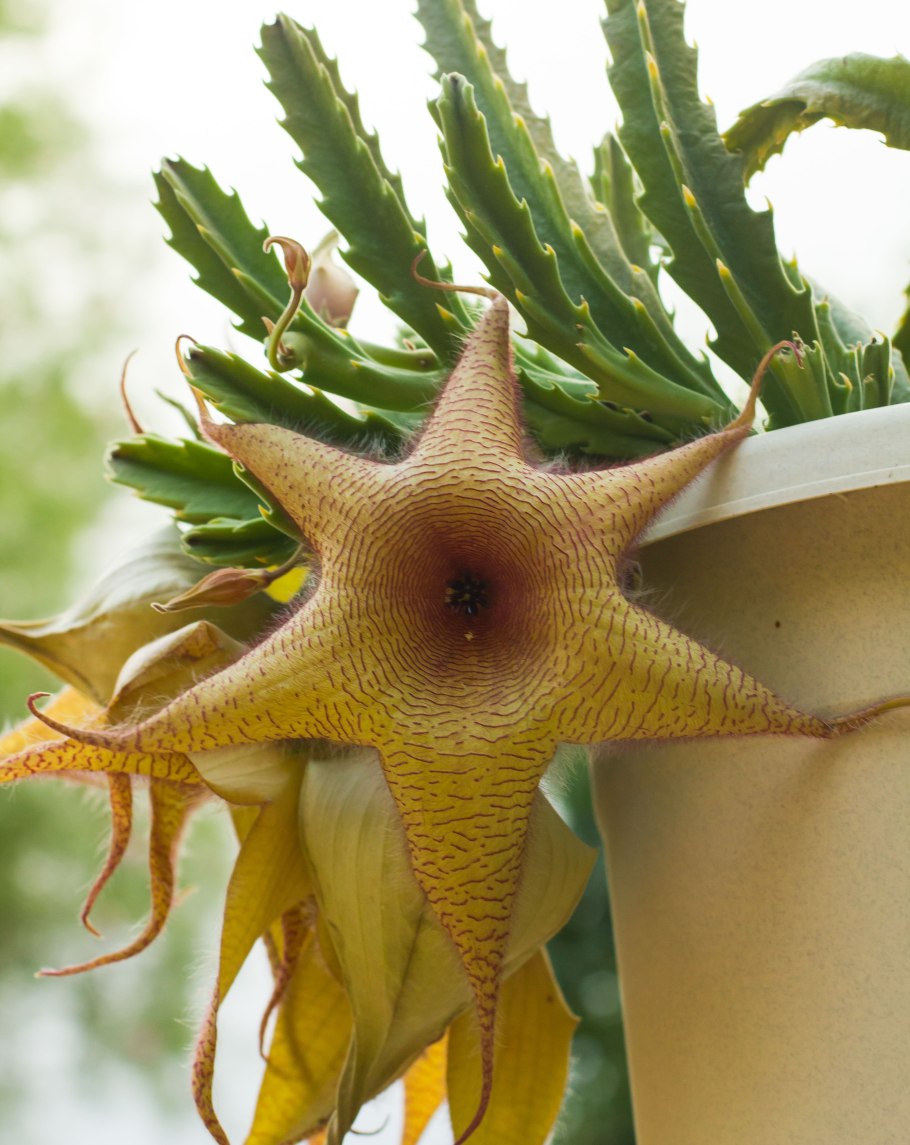 Стапелия пестрая Stapelia variegata