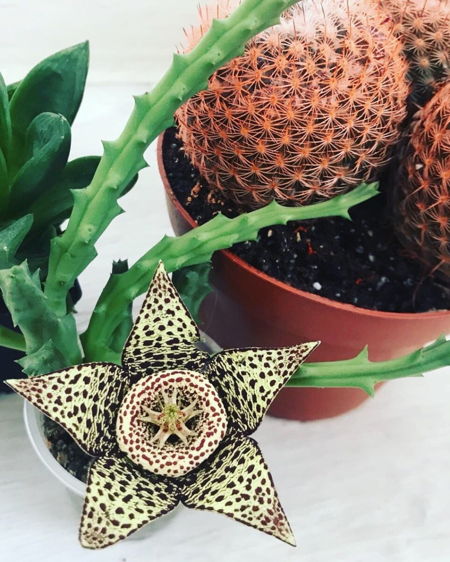 Orbea lutea