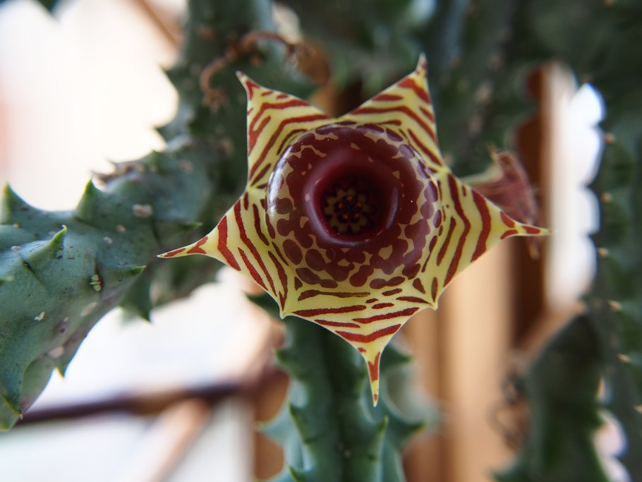 Стапелия диверсата Stapelia diversata
