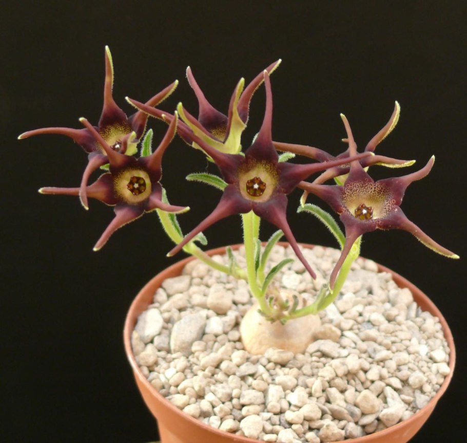 Brachystelma plocamoides