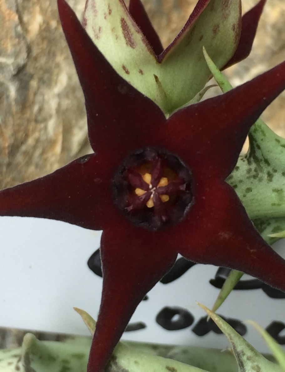 Huernia thuretii