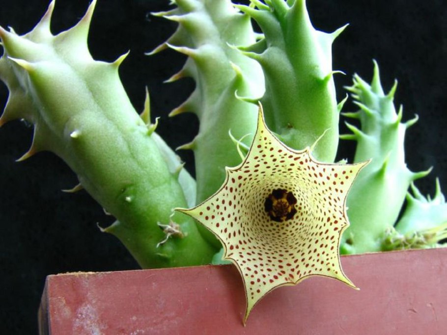 Huernia стапелия