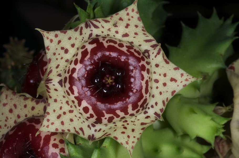 Гуэрния Huernia Zebrina