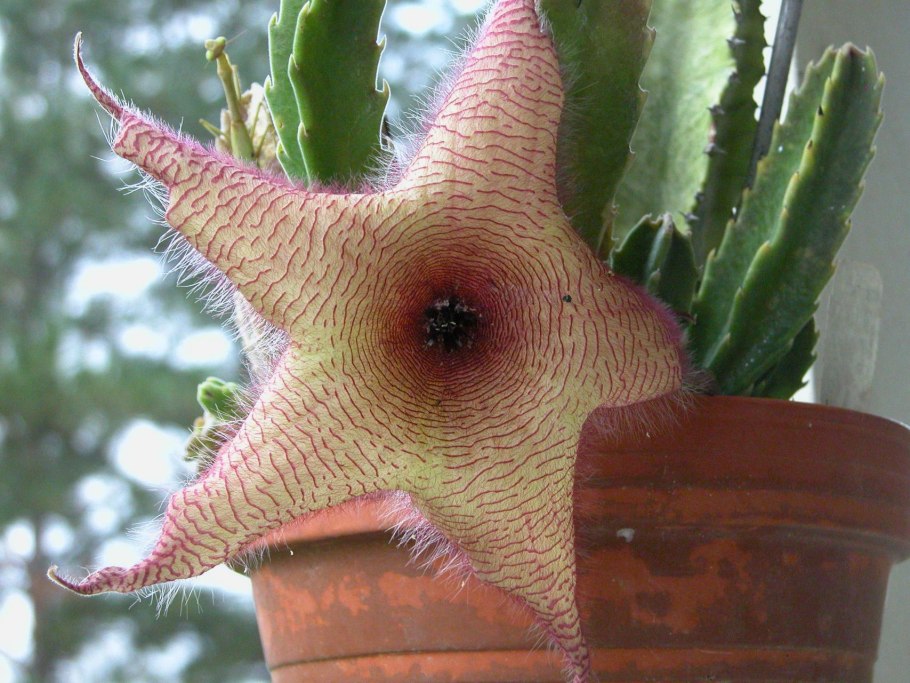 Piaranthus COMPTUS